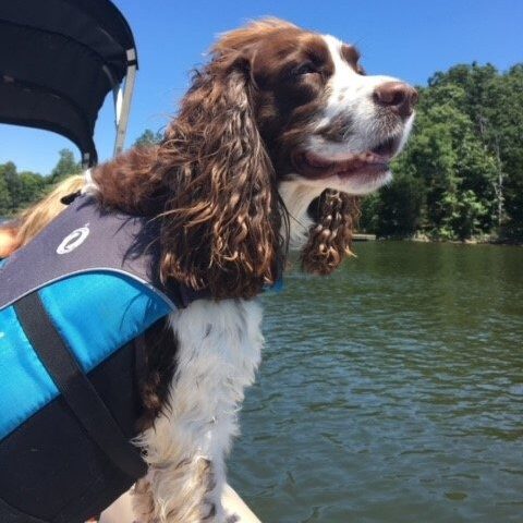 Sarah White's Springer Spaniel, Sophie, stands on the edge of a boat overlooking the shoreline of Norfork Lake. She is wearing a blue life vest. 